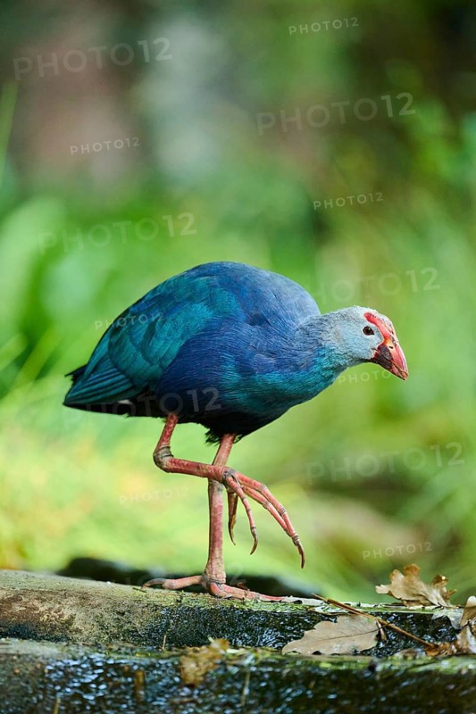 Western swamphen