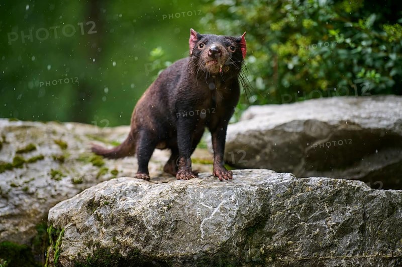 Tasmanian devil