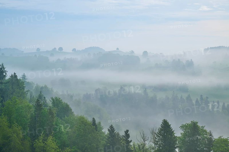 Morning mist gently envelops the moraine hills landscape and trees in a quiet atmosphere