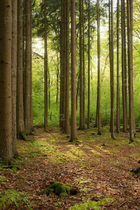 Rays of sunlight fall in mixed forest on forest floor with old deciduous layer