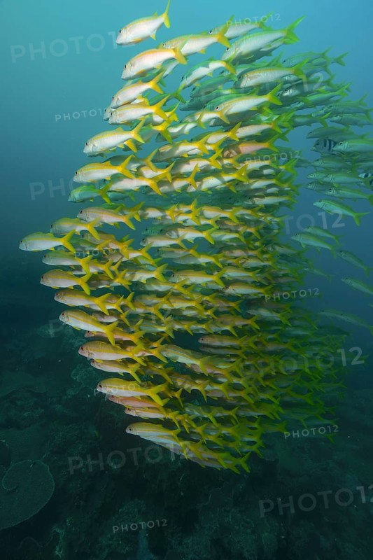School of fish