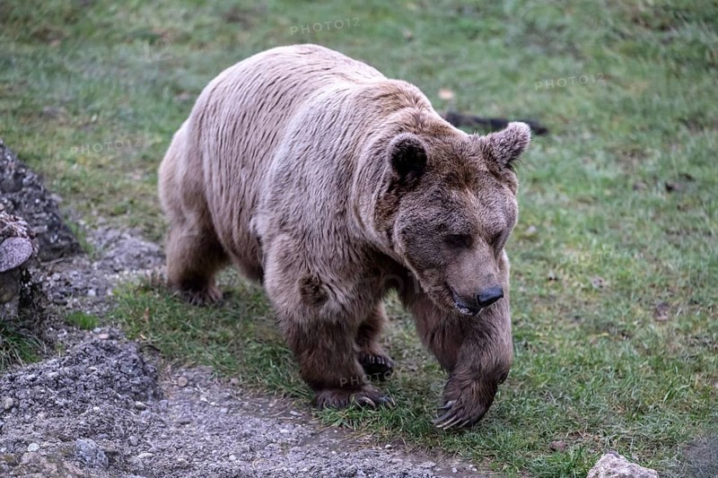 Syrian brown bear