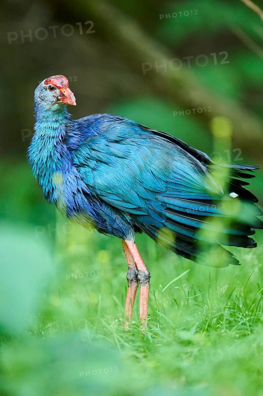 Western swamphen