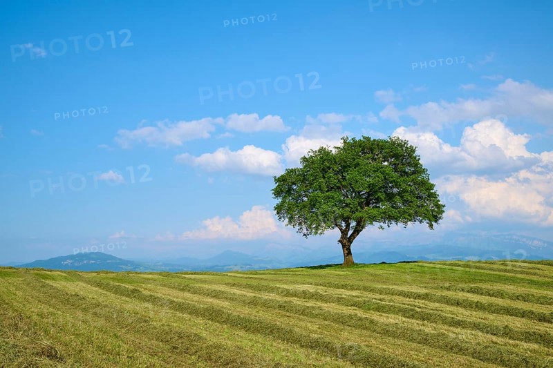 Single oak tree on a mown meadow under a blue sky with scattered clouds