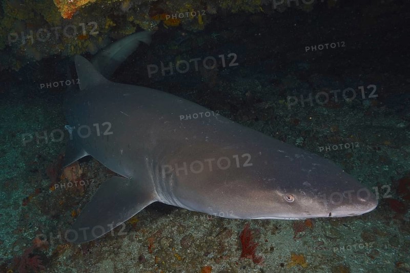 Sand tiger shark