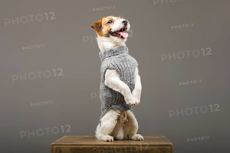 Charming Jack Russell posing in a studio in a warm gray sweater.