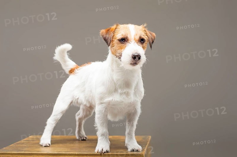 Purebred Jack Russell is standing on the pedestal and looking at the camera.