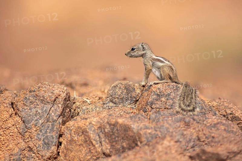 Barbary ground squirrel