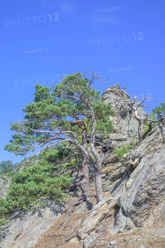 Pines and rock formations on the Vogelbergsteig
