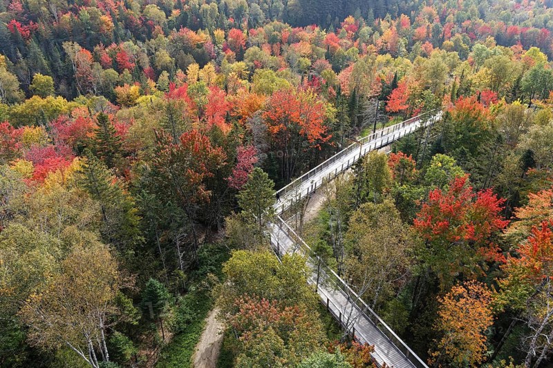 Tree top walkway in autumn