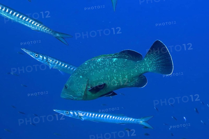 Dusky grouper