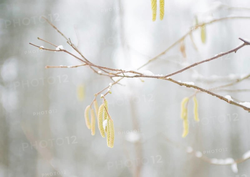 Delicate hazel twigs with blossoms