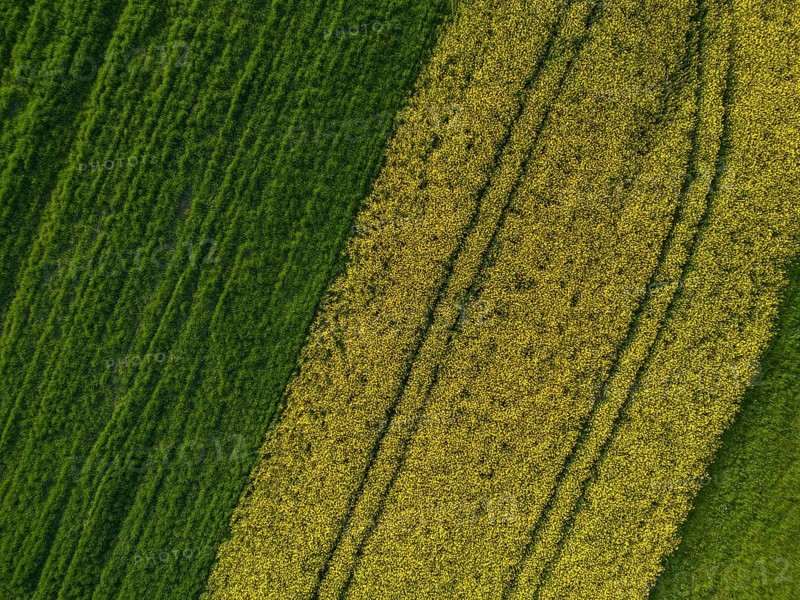 Drone image of rape field
