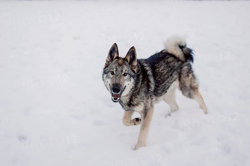 Siberian husky on a walk on a winter day at an animal shelter