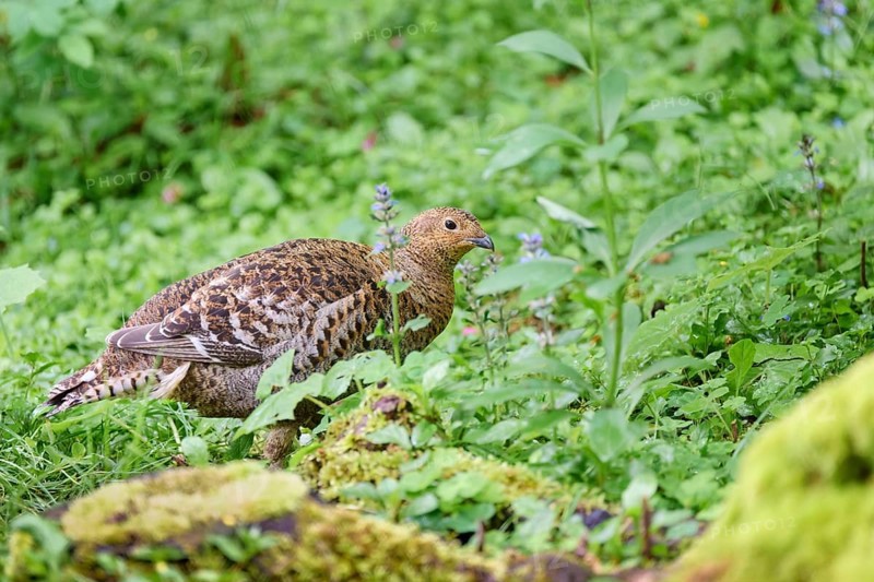Black grouse
