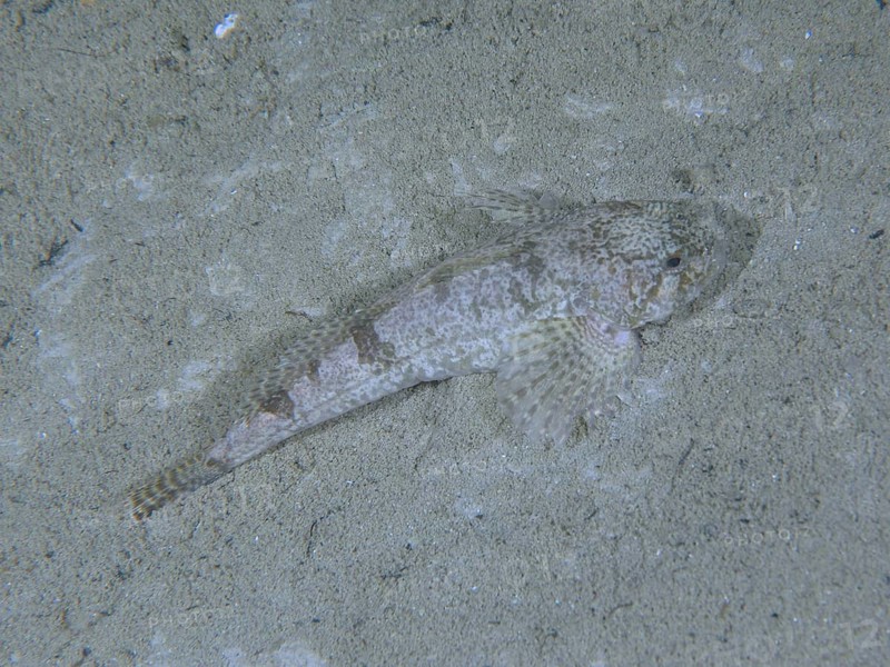 bullhead