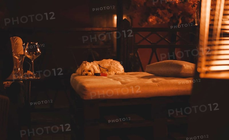 Image of a Maltese lapdog in a night bar with a fiery heater in the background