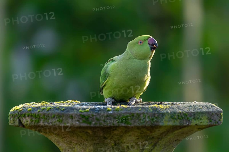 Rose-ringed parakeet