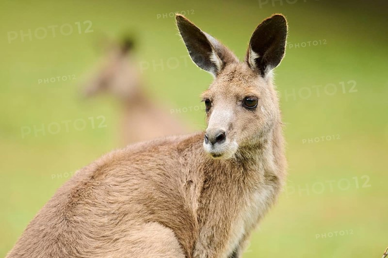 Western grey kangaroo