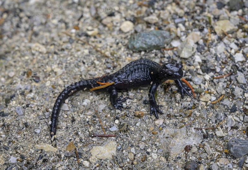 Alpine salamander