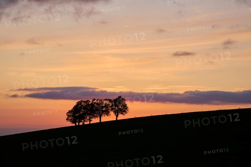 Wind beeches at sunset in spring