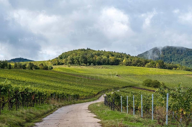 Path between vineyards