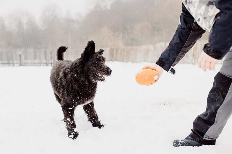 Bouvier des Flandres shepherd dog runs in the snow in winter