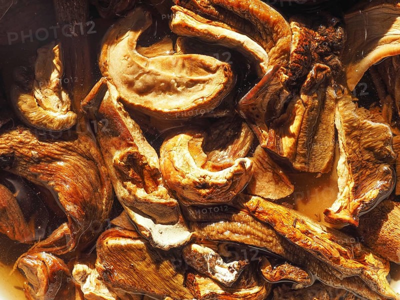 Porcini