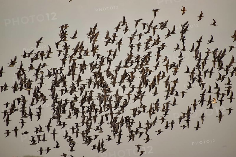 Large flock of Wilson's waterbirds