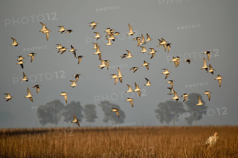 Flock of Wilson's waterbirds
