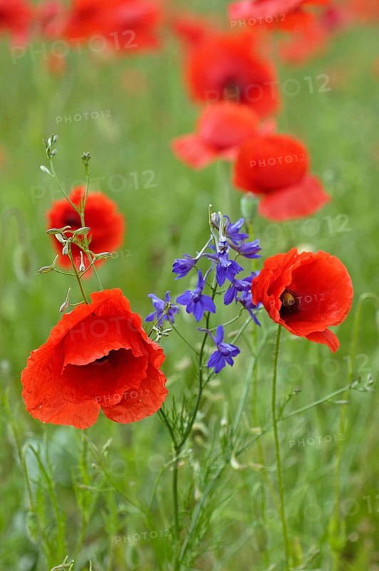 Poppy flowers