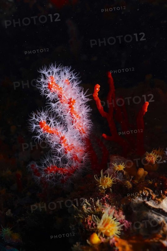 Red coral