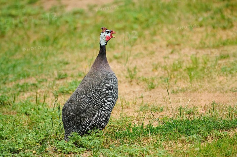 Helmeted guineafowl