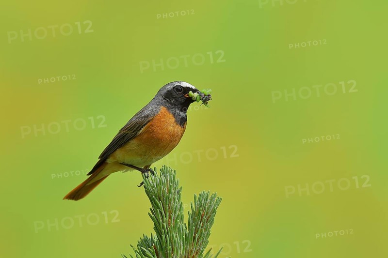 Common redstart