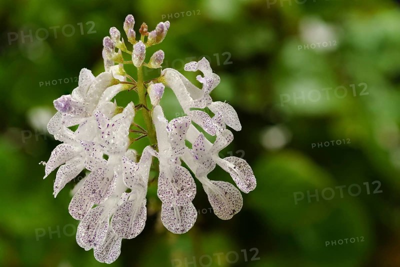Close-up of a flower of the money plant