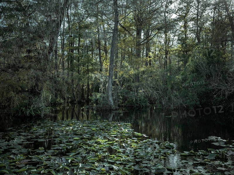 Mangrove forest