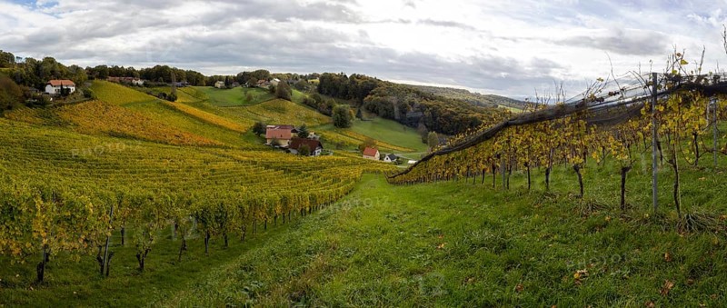 Vineyards in autumn