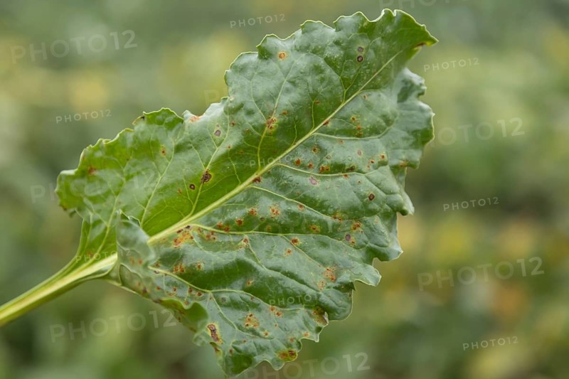 Sugar beet