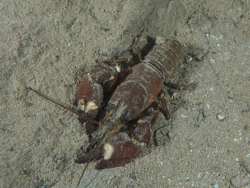 Signal crayfish