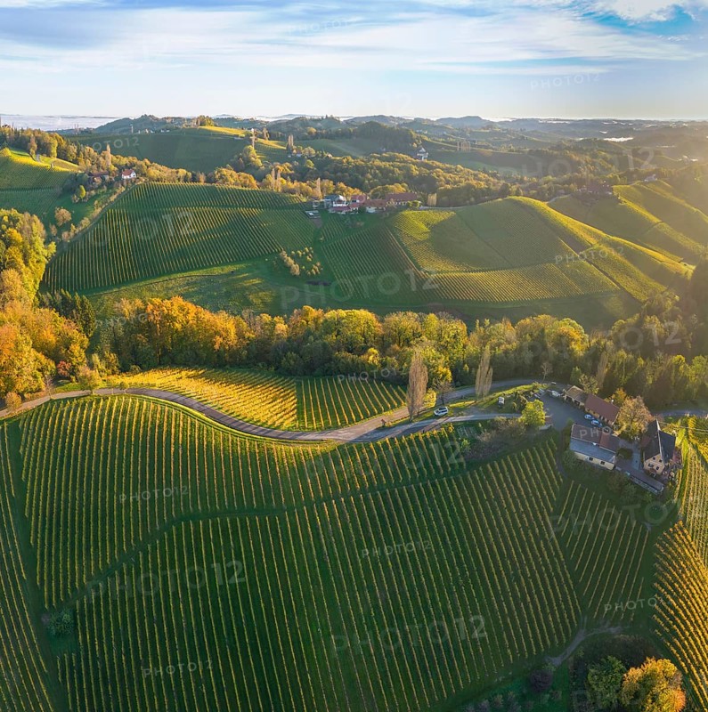 Aerial view of vineyards in the morning light