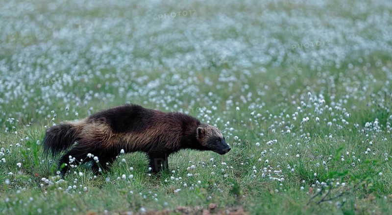 Wolverine