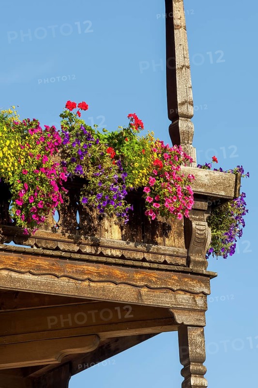 Summer flowers