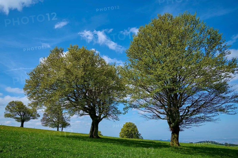 Wind beeches in spring