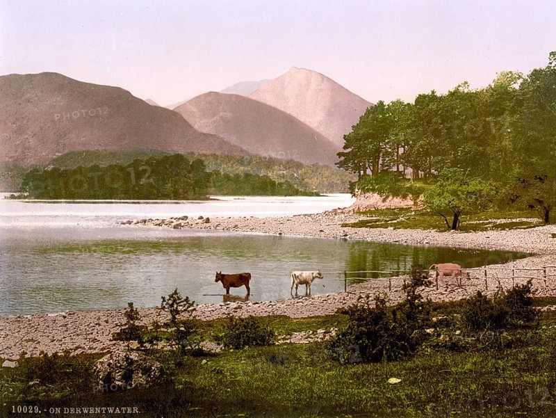 Cows at Derwentwater