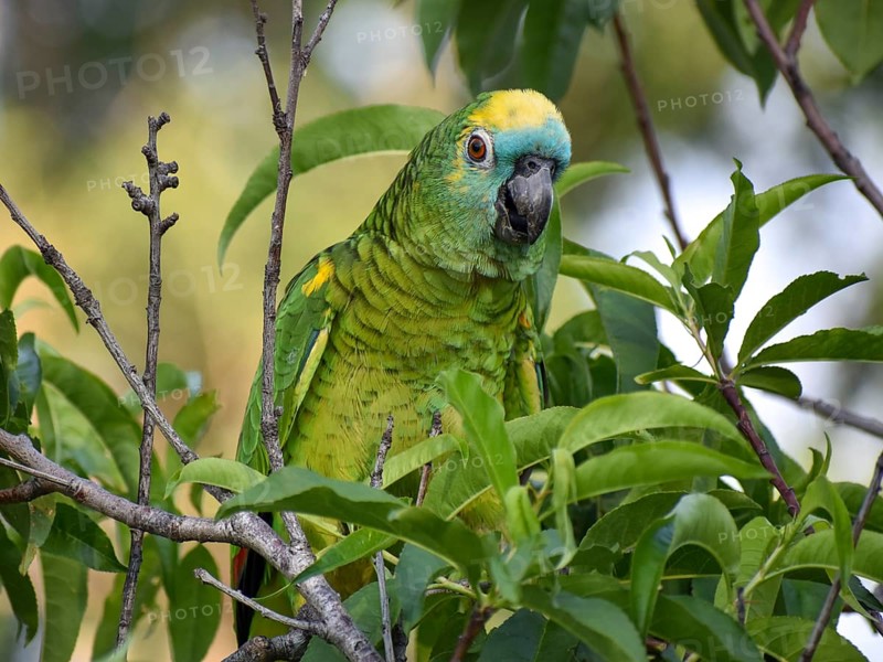 Portrait of a free-living blue-fronted amazon