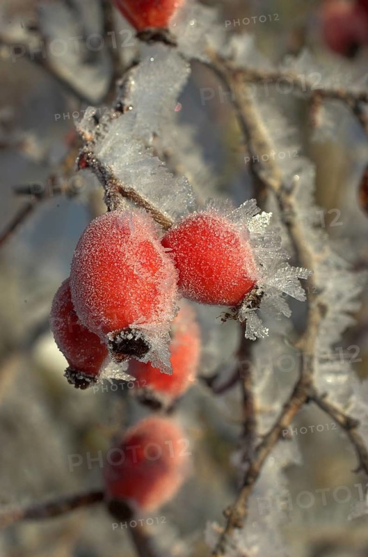 Rosehip fruit of the dog rose