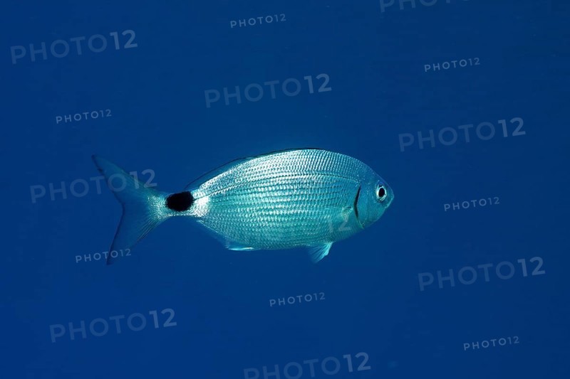 Banded seabream