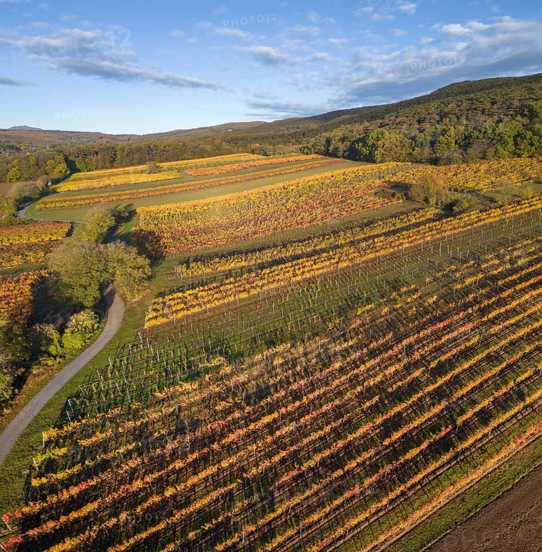 Aerial view of autumn vineyards