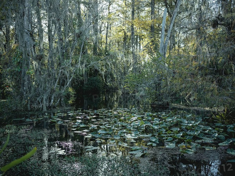 Mangrove forest