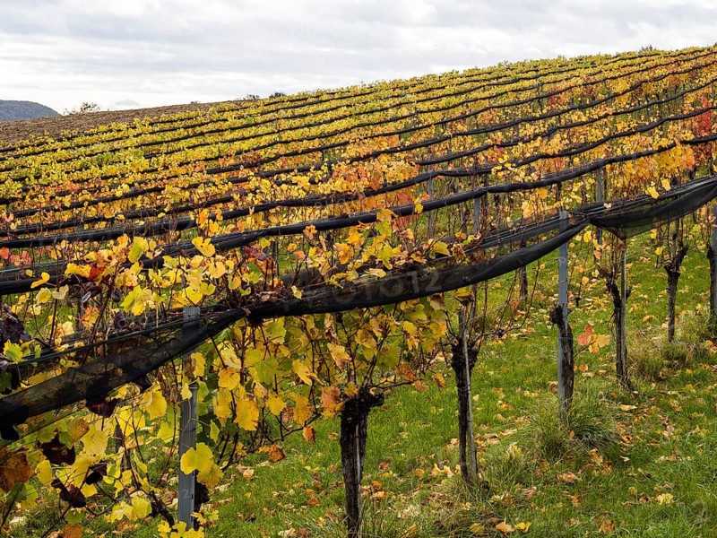 Vineyards in autumn